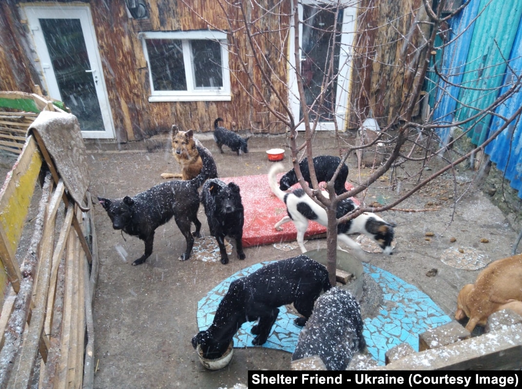 I Will Never Leave': The Ukrainian Dog Shelter Caught Up In War