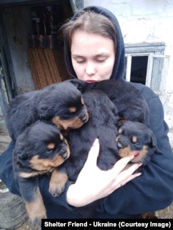 Кученца ротвайлер, които са оставени в приюта в Днипро в началото на март.