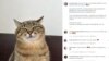 Зірка Instagram кіт Степан зібрав 10 тис доларів на допомогу українським тваринам