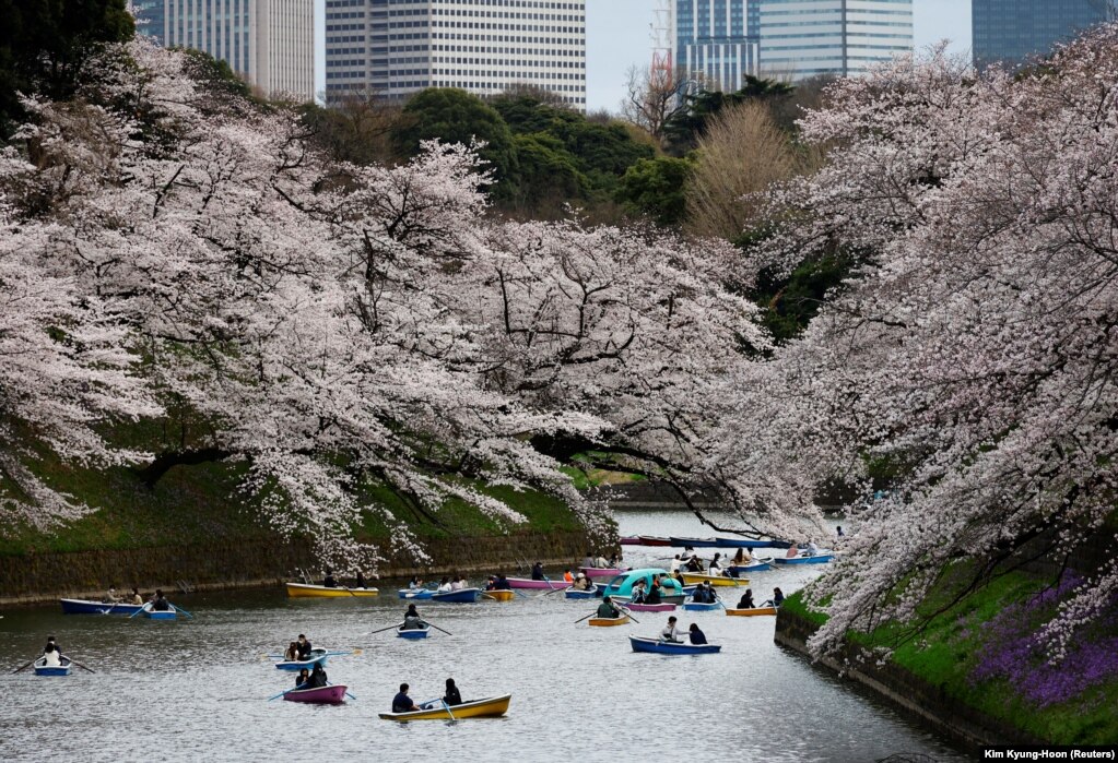 Vizitorët duke ngarë varka pranë pemëve të lulëzuara, në parkun Çidorigafuçi, në Tokio, Japoni, më 27 mars.