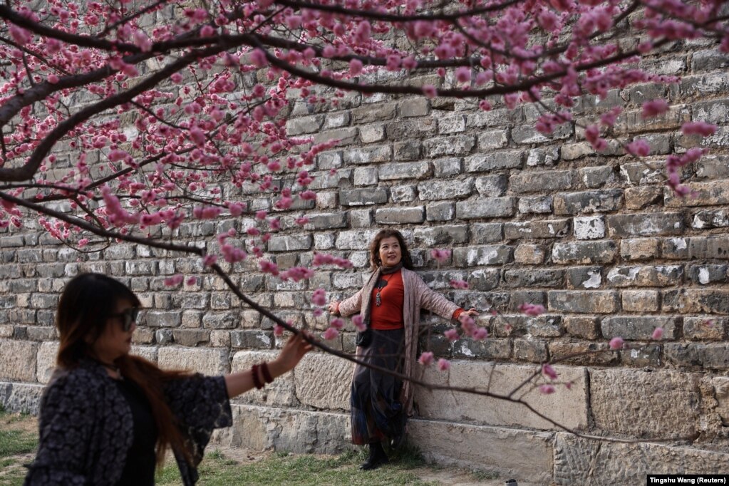 Një grua duke pozuar nën një pemë të lulëzuar, pas shpërthimit të një vale të re të koronavirusit, në Pekin, Kinë, më 28 mars.