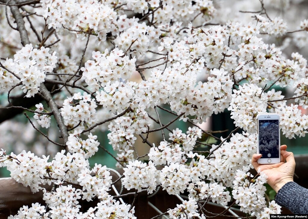 Një burrë duke fotografuar lulet e pemëve, në Tokio, Japoni, më 27 mars.
