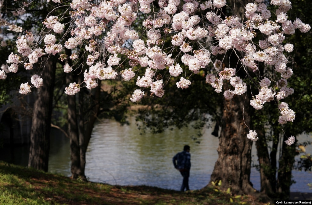 Një person duke ecur drejt ujit përgjatë një rezervuari në Uashington, ku pemët kanë lulëzuar, më 21 mars.