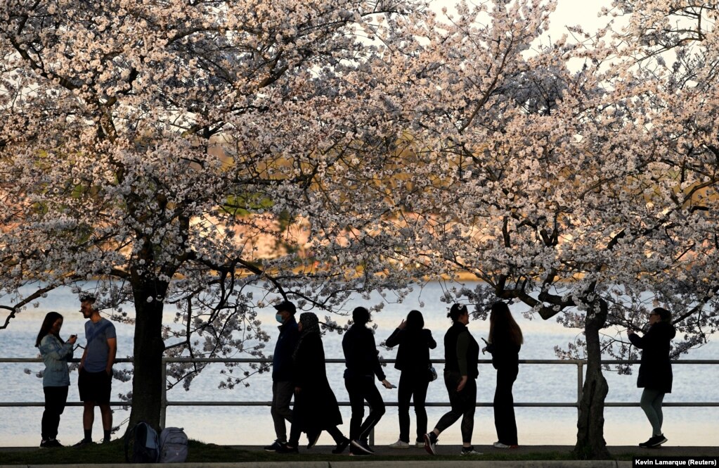 Qytetarët duke shikuar pemët e lulëzuara përgjatë një rezervuari në Uashington, Shtetet e Bashkuara të Amerikës, më 22 mars.