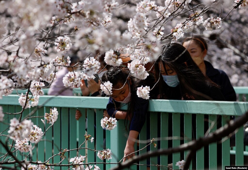 Njerëz me maska mbrojtëse duke shikuar pemët e lulëzuara, në Tokio, Japoni, më 28 mars.