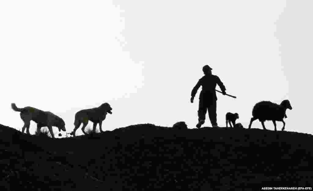 An Iranian shepherd is silhouetted as he takes care of his sheep on a hill outside of Tehran.&nbsp;