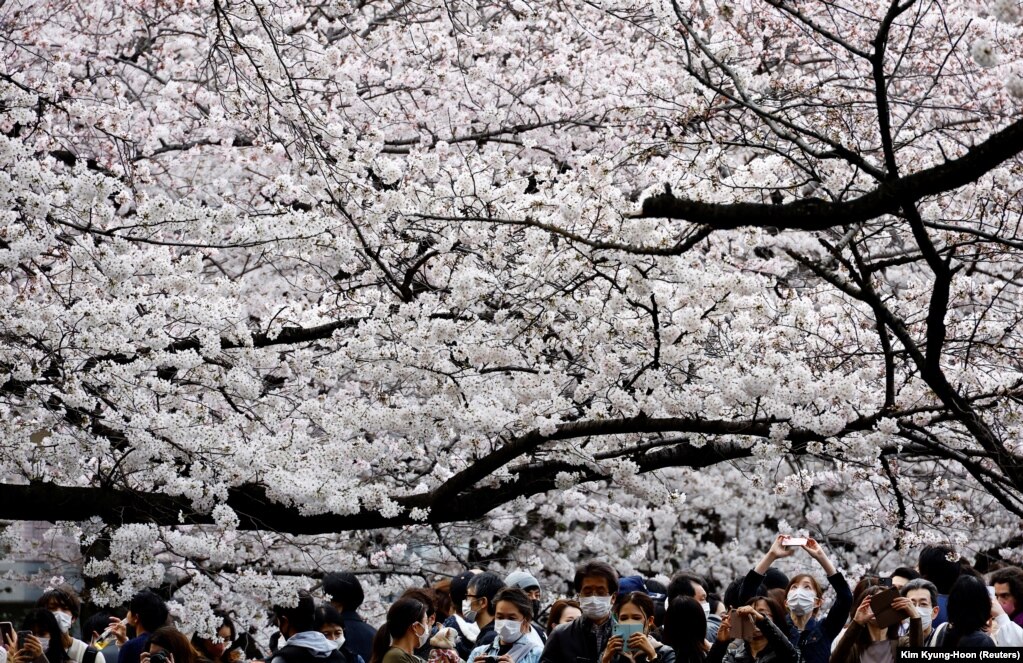 Njerëzit duke fotografuar pemët e lulëzuara, pranë lumit Meguro, në Tokio, Japoni, më 27 mars.