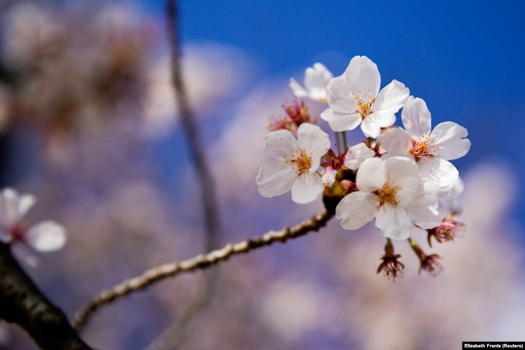 Lulet e një peme, në Uashington, SHBA, më 28 mars.