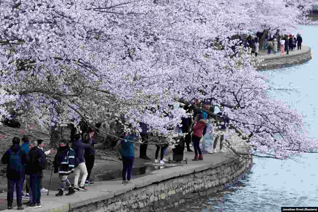 Njerëzit duke shikuar lindjen e diellit, teksa ecnin pranë pemëve të lulëzuara, në Uashington, SHBA, më 23 mars.