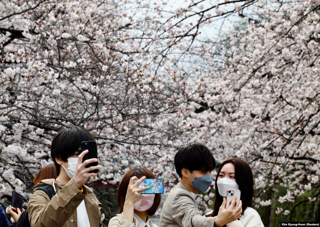 Njerëzit duke u fotografuar pranë pemëve të lulëzuara, përgjatë lumit Meguro, në Tokio, Japoni, më 27 mars.