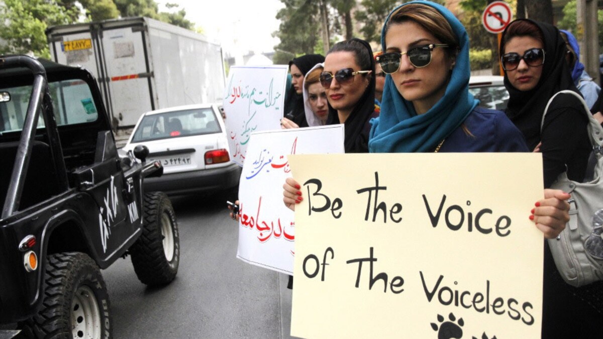 Animal-Rights Activists In Shiraz Protest Apparent Stray-Dog Killings Animal-Rights Activists In Shiraz Protest Apparent Stray-Dog Killings