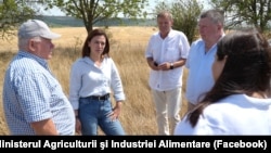 Ludmila Catlabuga (centru), în timpul unei vizite la fermieri din Ștefan Vodă pentru a evalua impactul secetei asupra culturilor de porumb și floarea-soarelui, august 2025