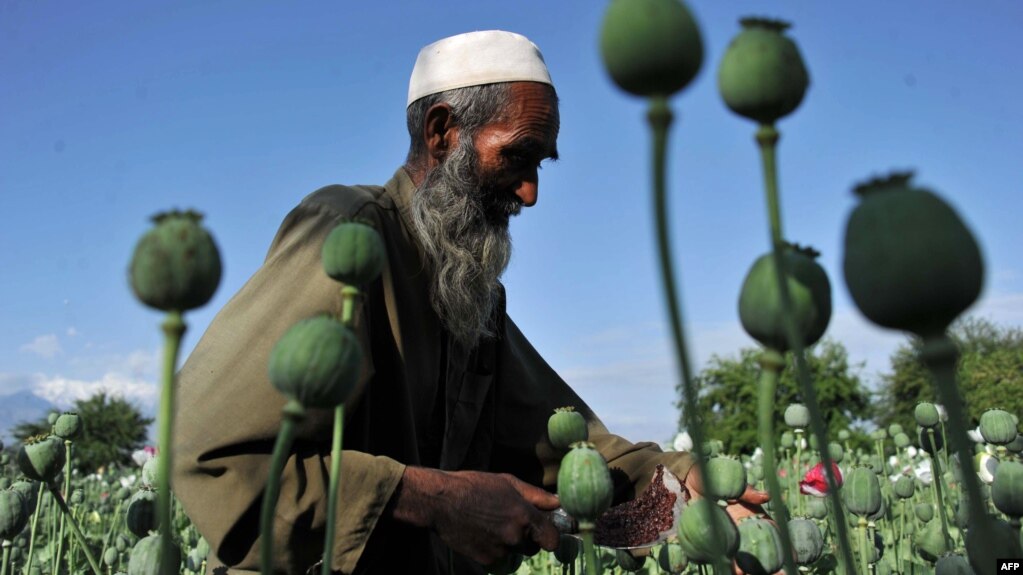 UN Report Reveals 95% Decline in Poppy Cultivation in Taliban-Controlled Afghanistan