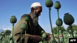 An Afghan farmer collects raw opium as he works in a poppy field in the Khogyani district of Nangarhar Province. The cultivation of opium poppies in Afghanistan is believed to have increased significantly in the past year.