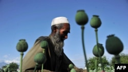 A farmer collects raw opium as he works in a poppy field in Afghanistan's Khogyani District in Nangarhar Province. According to analysts, Afghan poppy harvests have reached record levels. (file photo)