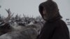 В Красноярском крае неизвестные застрелили десятки северных оленей 