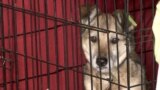 Pets Lost Or Abandoned During The War In Ukraine Find Shelter, New Homes