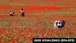 People enjoy the colorful blooms of the poppy flowers in a field in Leninskoye, Kyrgyzstan on April 28.