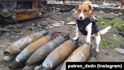 На фото – пес Патрон, який допомагає українським піротехнікам розміновувати території