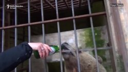 Nova šansa za život mede Tonija