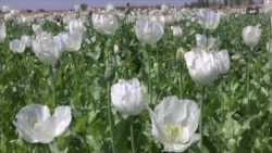 В Афганистане приближается сезон сбора урожая опиумного мака