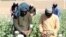 Farmers in Afghanistan's Kandahar Province collect raw opium during a harvest in April.