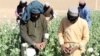  منع کشت کوکنار در افغانستان چی تاثیری در بازار های مواد مخدر در اروپا خواهد داشت؟ 