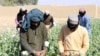 اتحادیه اروپا نگران افزایش قاچاق مواد مخدر از افغانستان است