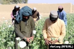 Afghan farmers collect raw opium from poppy plants in the southern Afghan province of Kandahar.