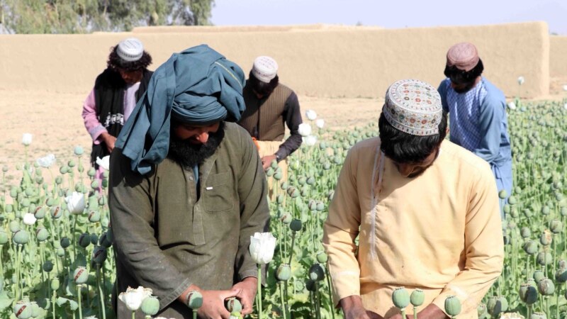 Avganistan zabranio proizvodnju maka
