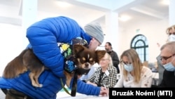 Budapesti szavazó és kutyája