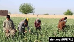 مقامات طالبان میگویند که دهقانان در برخی از مناطق بخشی از کوچکی از زمین های خود را به کشت کوکنار اختصاص داده بودند که آنهم تخریب شده است.