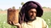 A farmer in Afghanistan's Kandahar Province shows off the raw opium he collected from his field in April.