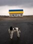 Ukraine -- A dog looks at the cars passing by on the road near a house painted with the colors of the Ukraine flag near Malaya Alexandrovka village, on the outskirts of Kyiv, Ukraine, Wednesday, March 30, 2022.