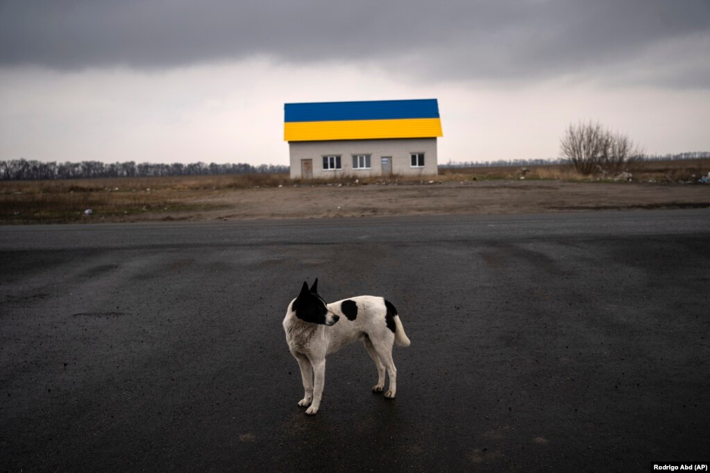 Një qen qëndron në një rrugë pranë një shtëpie, kulmi i së cilës është lyer me ngjyrat e flamurit të Ukrainës, në periferi të Kievit.