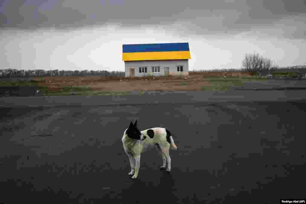 A dog stands on a road near a house painted with the colors of the Ukrainian flag on the outskirts of Kyiv. 