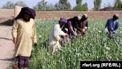 مزرعهٔ کوکنار در یکی از ولایات جنوب افغانستان 