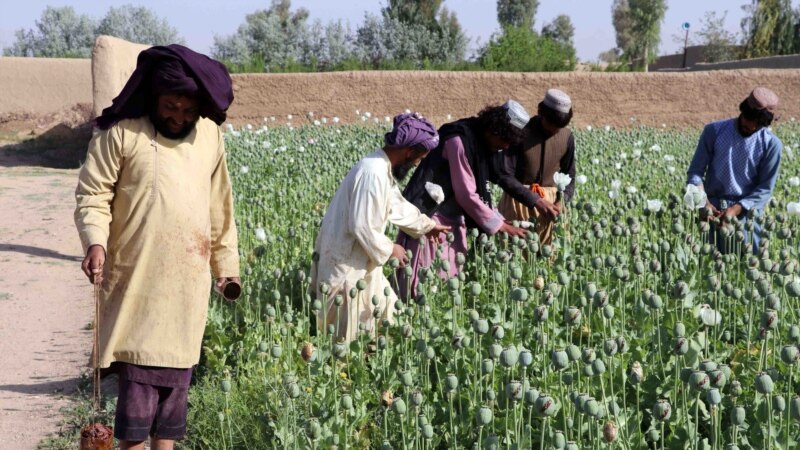 یوناما: نتیجه مبارزه حکومت طالبان با موادمخدر در اوایل سال آینده میلادی معلوم میشود