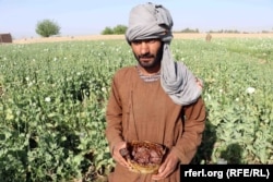 در بیش از ۴۷ درصد خاک افغانستان که در آن زمان هم طالبان حاکم بودند، کوکنار کشت شده‌است.