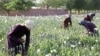 Afghan farmers working in poppy fields on the outskirts of Kandahar in late March.