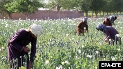 Afghan farmers working in poppy fields on the outskirts of Kandahar in late March.