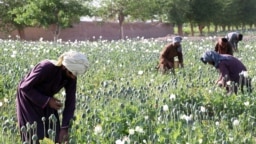 Afghan farmers working in poppy fields on the outskirts of Kandahar in late March.