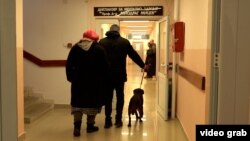  Еден ден со Роџер, терапевтскиот лабрадор на Клиниката за психијатрија