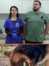 Od mačića do lavova – veterinari iz Odese posvećeni spasavanju životinja u Ukrajini 