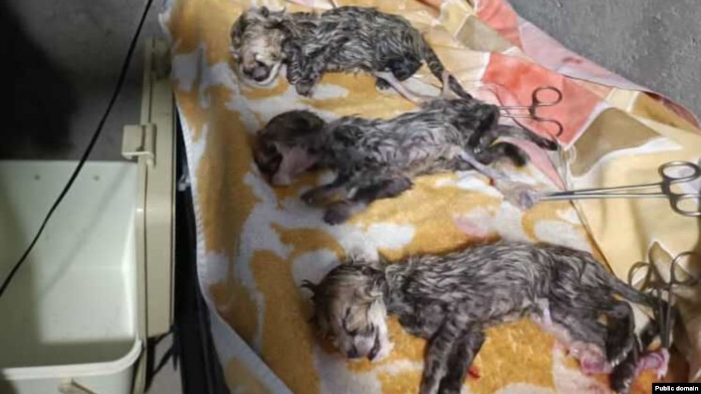 Three cubs were delivered by cesarean section.