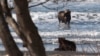 Камчатка: лось спрятался от медведя в океане