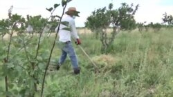 Գերմանական թատրոնից՝ գերանդիով Արմավիր. հայկական Դոն Քիշոտի ոդիսականը