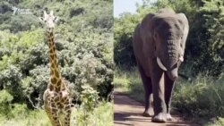 Руанда: элди бириктирген Умуганда