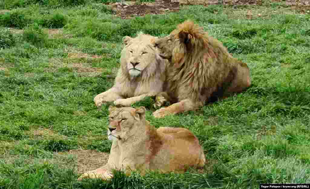 Львы образуют группы (прайды) в крымской &laquo;саванне&raquo; в основном с теми же, с кем были в зимних вольерах