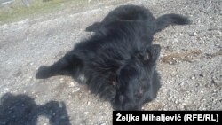 Jedan od otrovanih pasa na ulicama Glamoča, foto: Željka Mihaljević